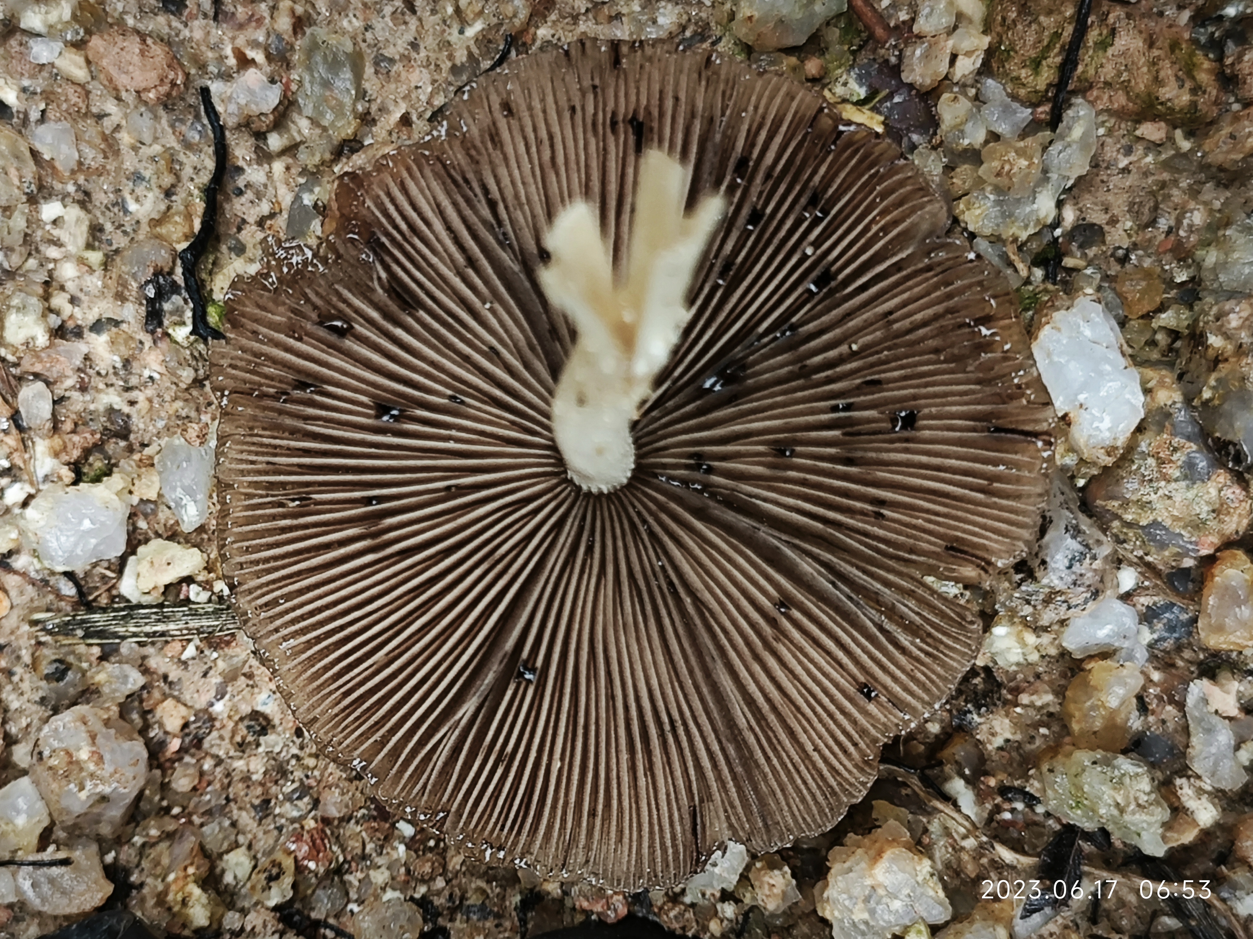 mushroom-image
